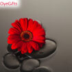 Online Bouquet Delivery in Amritsar - Online Bouquet Delivery in Amritsar